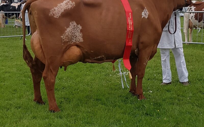 Gargus Jemima 3 EX94