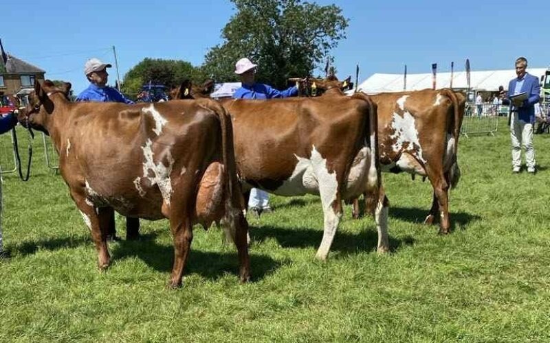 L to R Champion, Reserve Champion, Honourable Mention