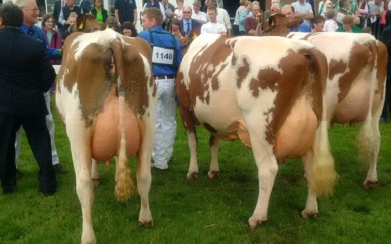 Left to right: Champion - Sanderson George Evergreen 310 VG 88 Reserve - Harefoot Napier Bella EX 92 Hon Men. - Harperfield Pan