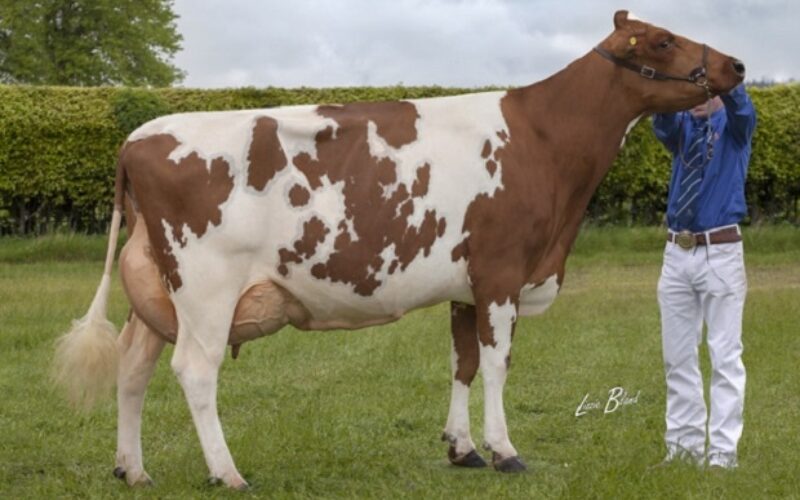 Haresfoot Napier Bella VG 89 (Ardmore Crown Napier) - A Rimmer