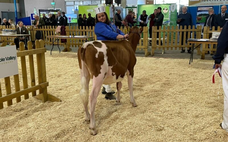 Creech Hill Hawaiian Blossom - Champion Calf & Winner of class AODB born on or after 1 January 2021