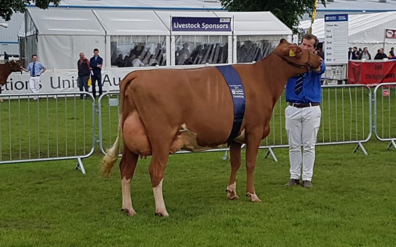 Breed Champion - Cuthill Towers Highland Bloom