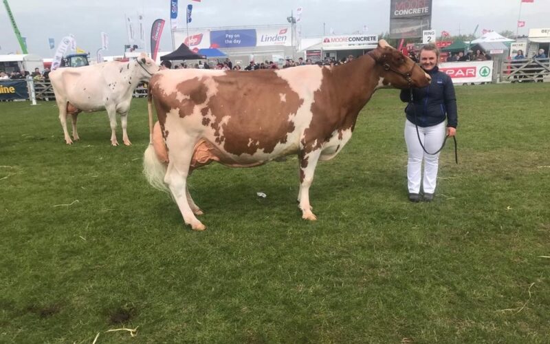 Champion - Threemile Elegant Bella