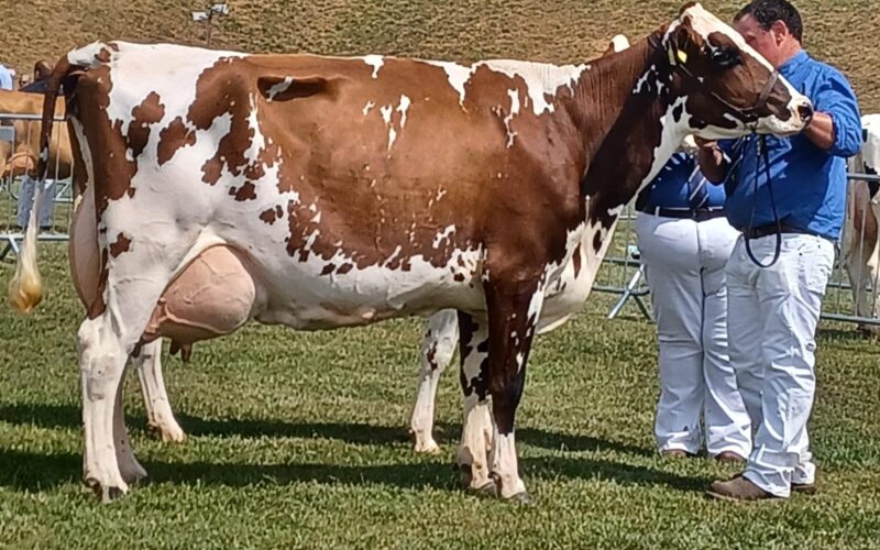 Rosehill Premier Very Light