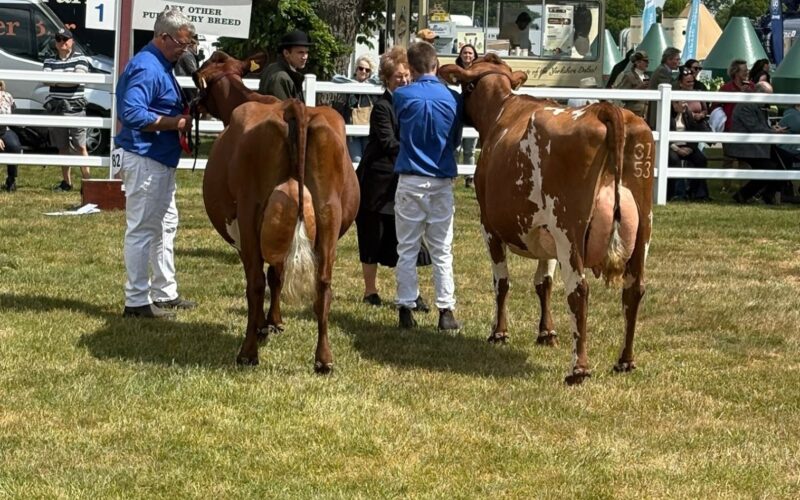 L-R Wroughton Nina 23 - Wigboro Wick Hawaiian Helena 2