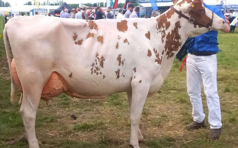 Morwick Peggy 126