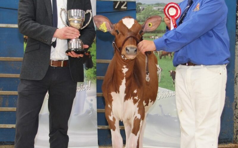 Jack King - Intermediate and overall champion handler