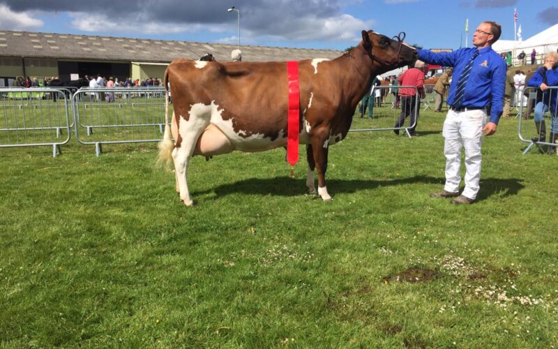 Breed Champion - Lyner Bellissimo Honesty 3