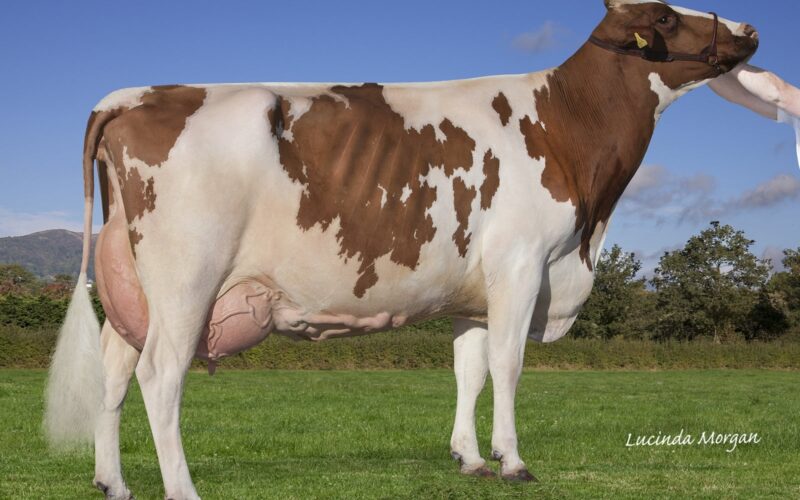 Breed Champion Sandyford Dreamy Bella