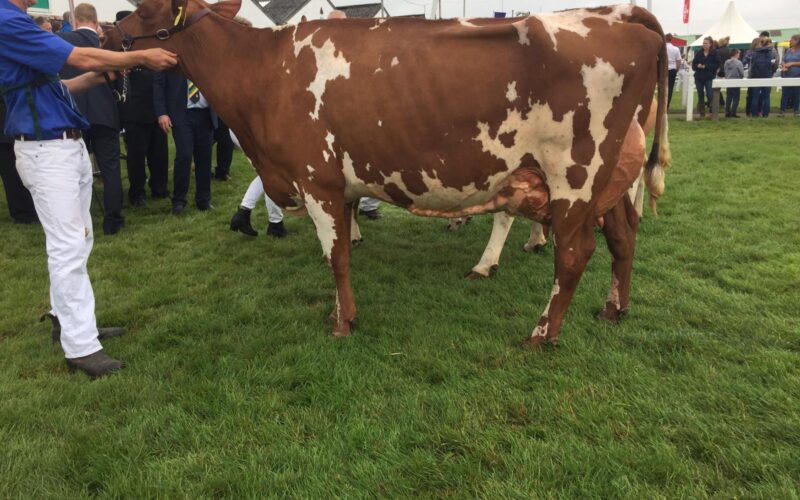 Breed Champion Marleycote Sea Lily 23
