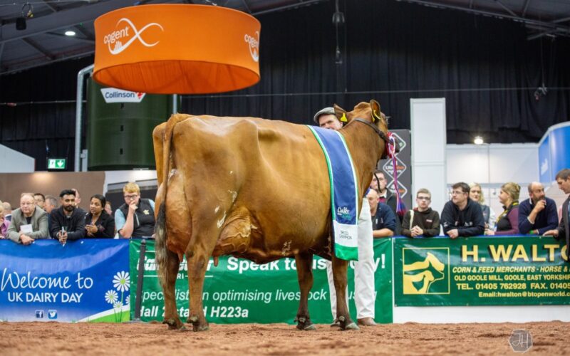 NATIONAL AYRSHIRE SHOW CHAMPION 2025