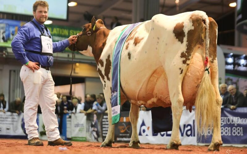 National Ayrshire Show Champion Halmyre Urr Mayflower 140