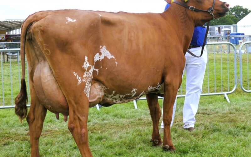 Longwood Vicking Barbara