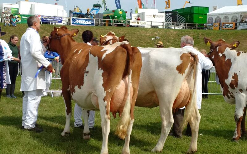 Champion Ayrshire