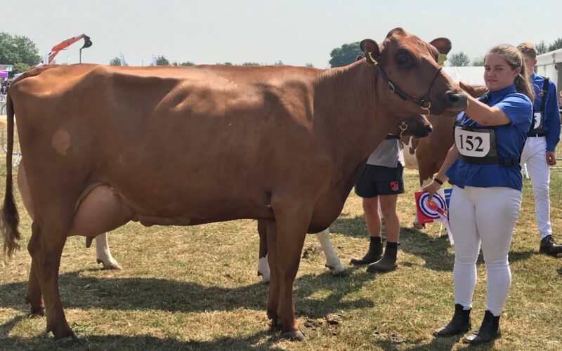 Breed Champion - Pylon Brazil Eurotrack Photo by Debbie Walters