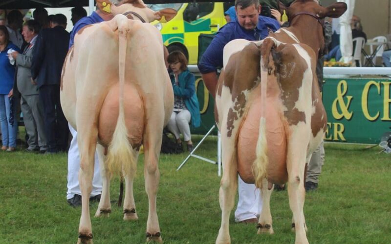 L to R Champion Sandyford Lucky Florrie and Reserve Willhome Ristourn Mary 2