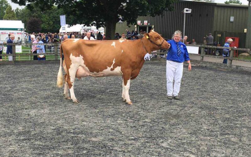 Douglas`s Bobslot Lulu