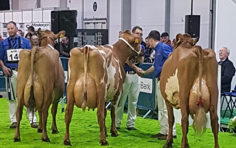 L to R Champion Ardmore Janet 110, Ardmore Orphan 117, Threemile Pretty Rock