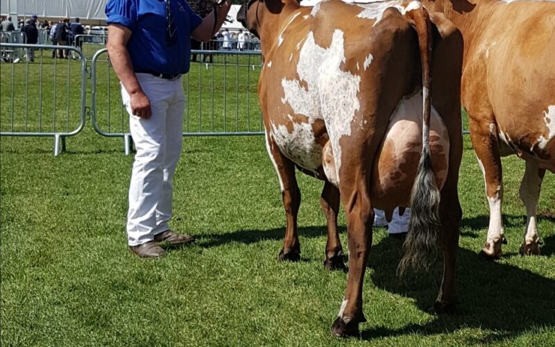 Breed Champion Willowfields Winnie 2