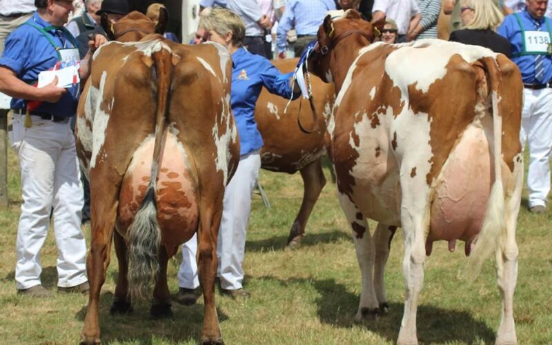 L to R Champion Willowfields Winnie 2 and Reserve Champion Harperfield Sandy Rose