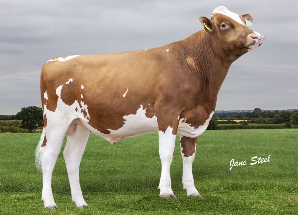 Cuthill Towers Calcutta