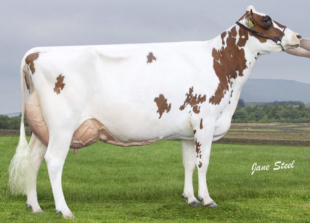 Dam - Cuthill Towers Aladdin Rae 4