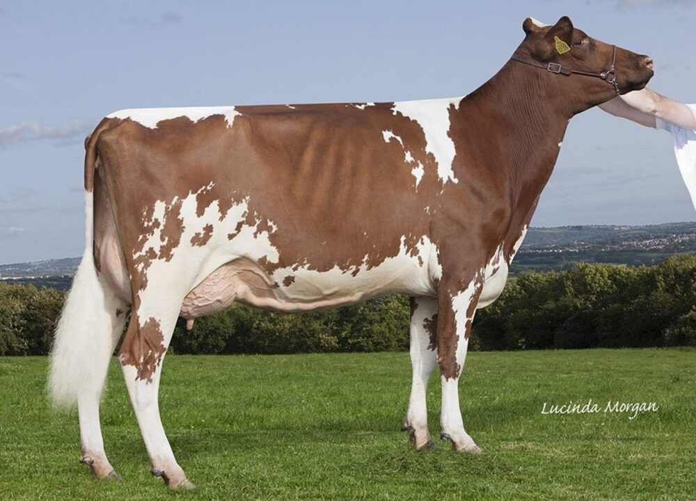 Daughter - Gwynnog Primetime Sandy Rose