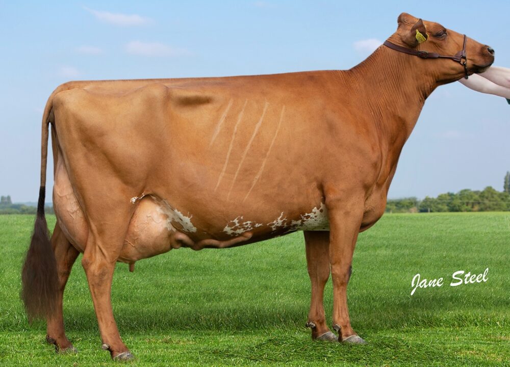 Dam - Ardmore Janet 110