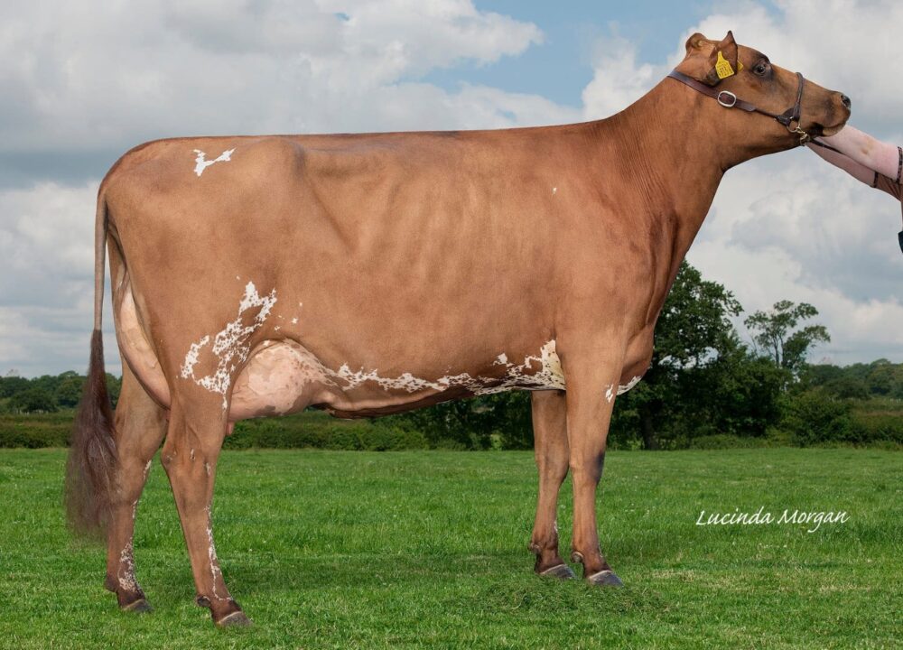 Maternal Sister - Ardmore Janet 141