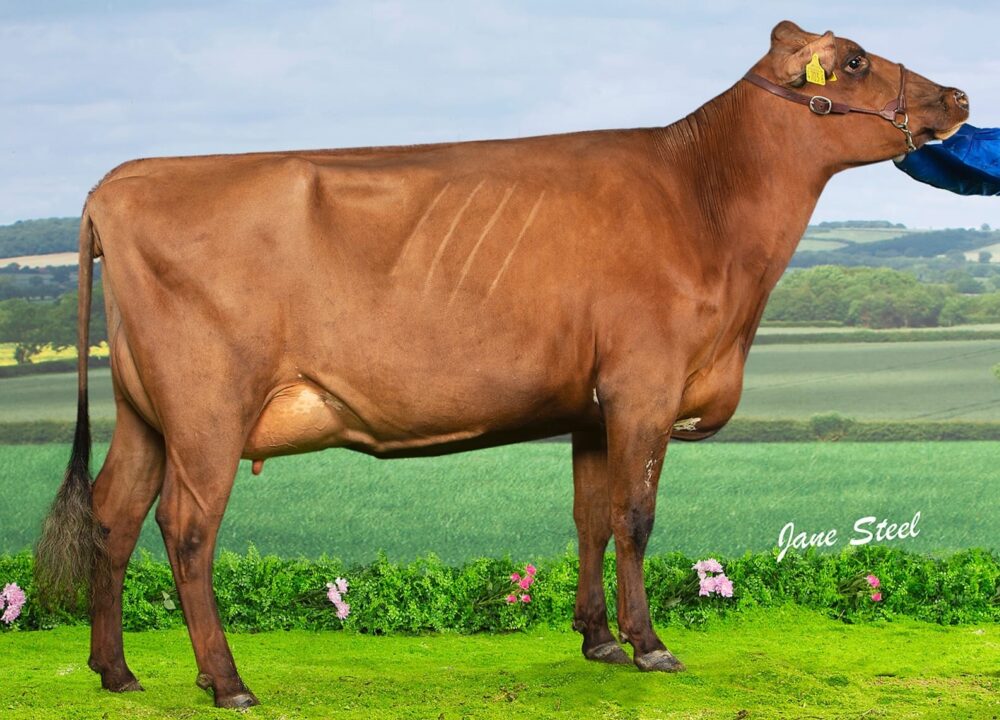 Maternal Sister - Ardmore Janet 136