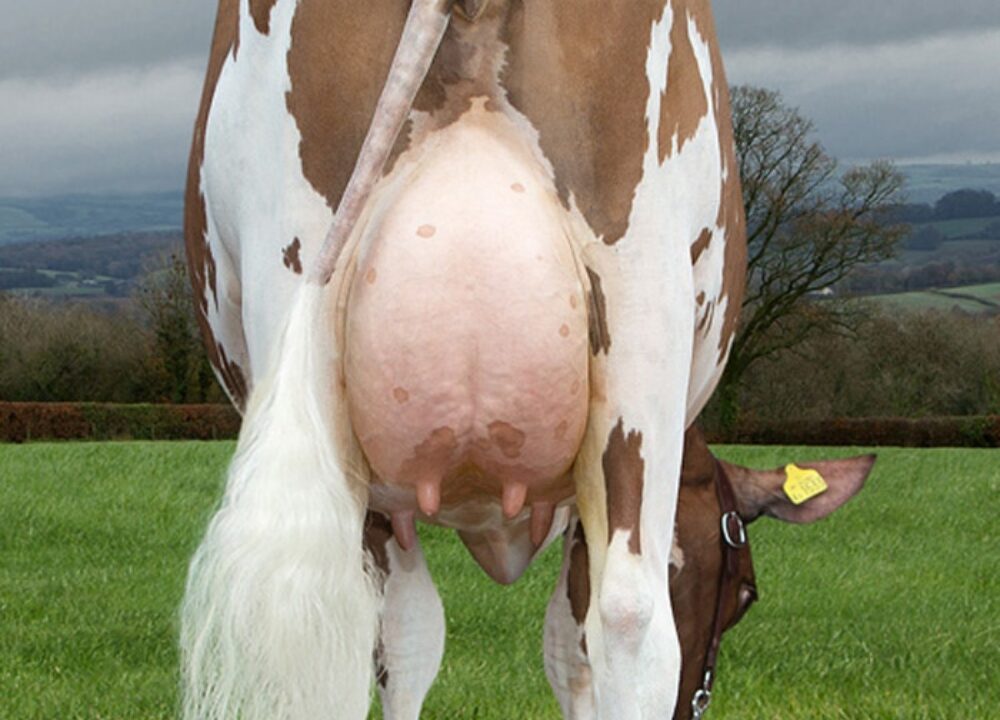 Dau - Butterbesley Obliques May