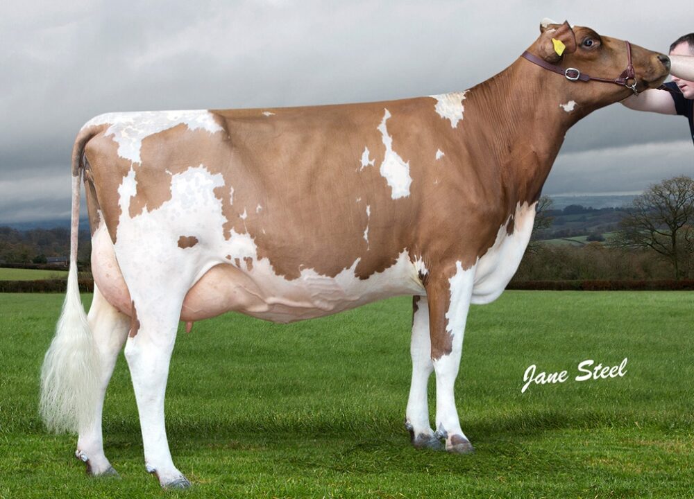 Dau - Butterbesley Obliques May