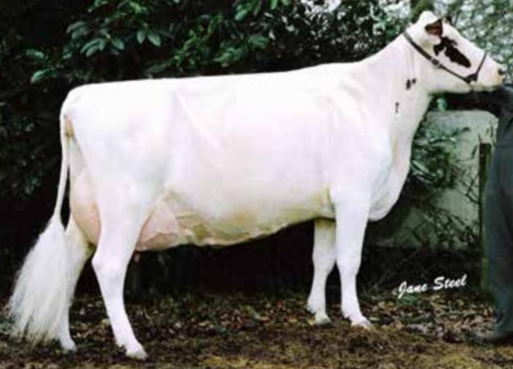 Dam - Changue Petula 38