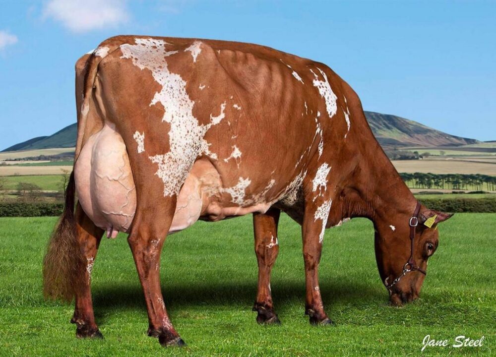 Dam - Cuthill Towers Magenta