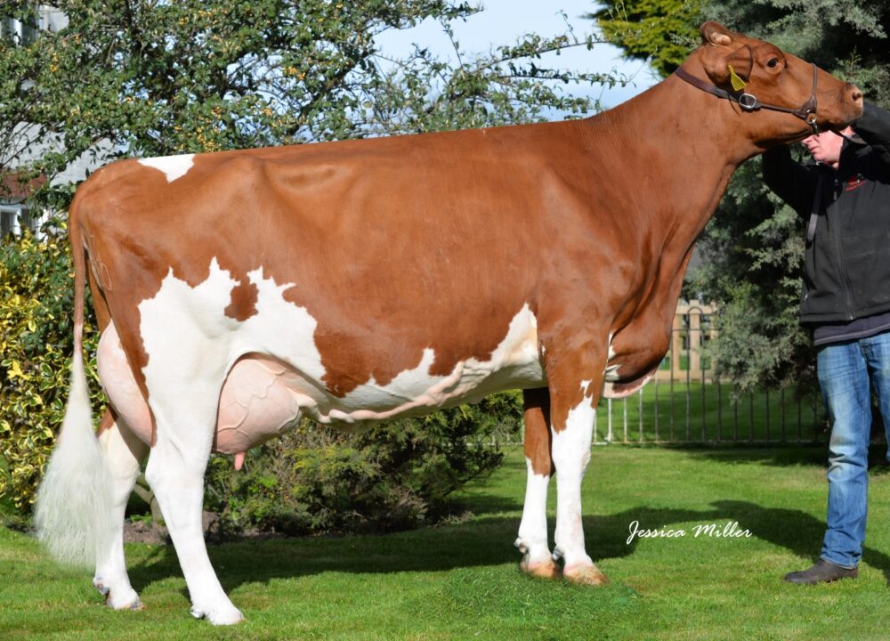 Dam - Halmyre Urr Ladybird 443