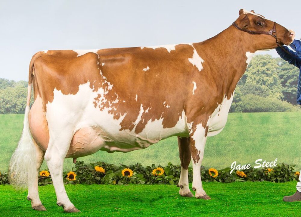 Dam - Hunnington Fragy 12