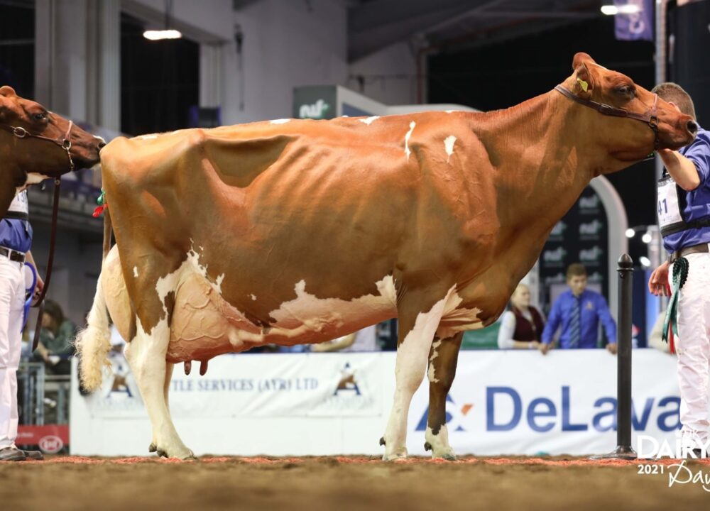 Maternal Sister - Hunnington Fragy 16