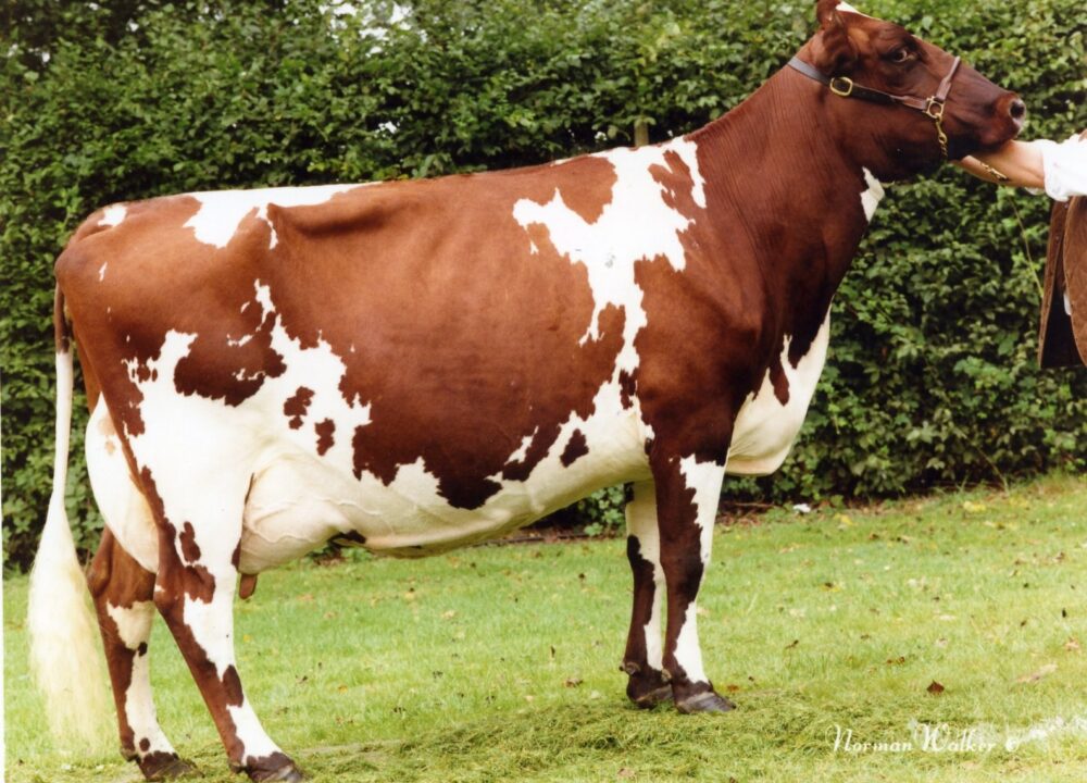 G Dam - Hunnington Fragy 4