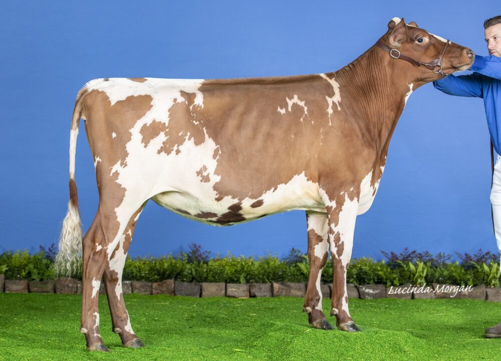 Maternal Sister - Marleycote Sea Lily 32