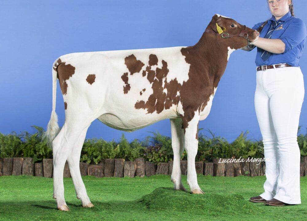 Daughter - Rosehill Razell Oh Velour