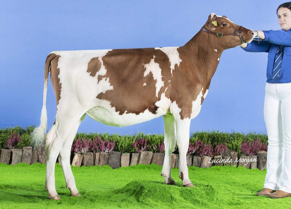 Daughter - Paith Calcutta Eclipse