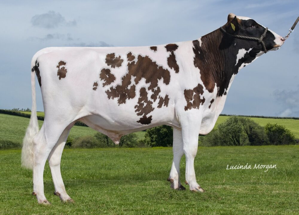 Whitecroft Aztec