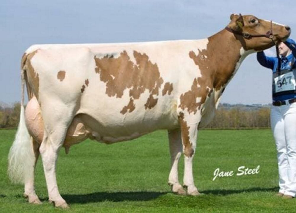 3rd Dam - Marleycote Sea Lily 14