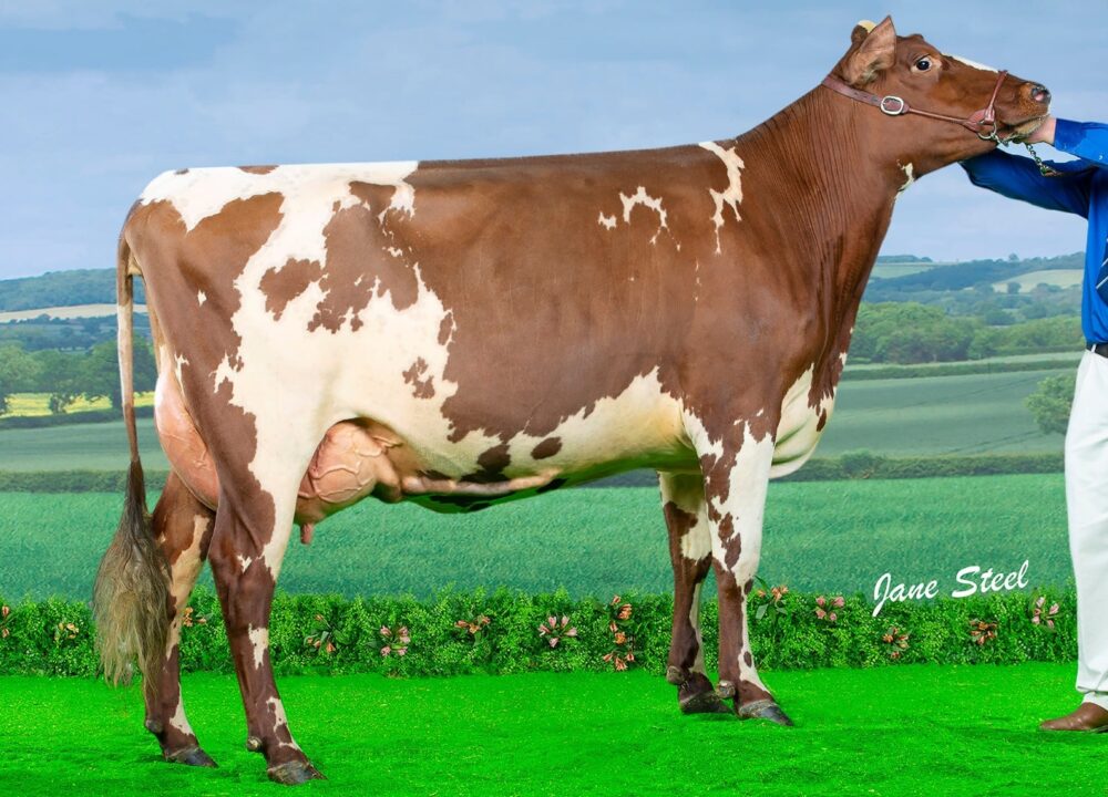Maternal Sister - Marleycote Sea Lily 32