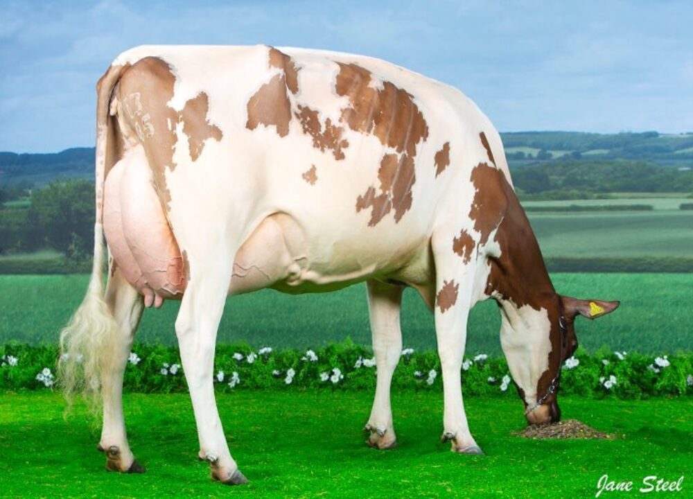 Maternal Sister - Sandyford Marlow Clover 6