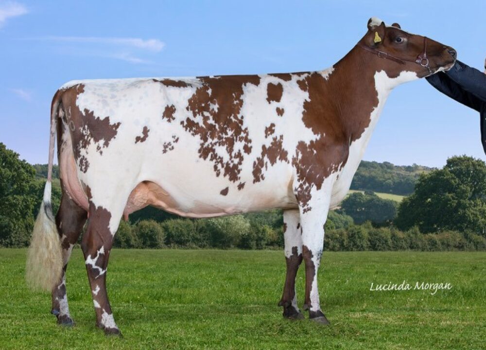 Maternal Sister - Sandyford Marlow Clover 5