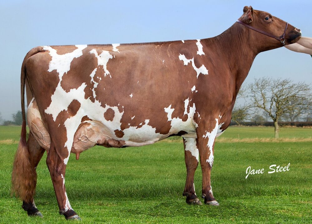 2nd Dam - Marleycote Sea Lily 23