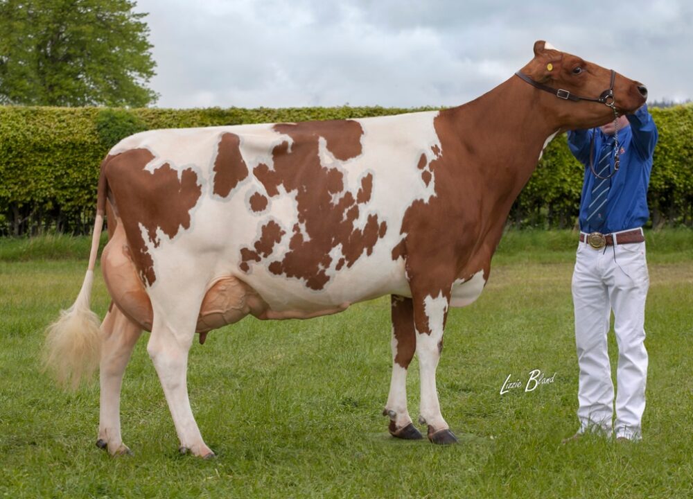 Daughter - Haresfoot Napier Bella