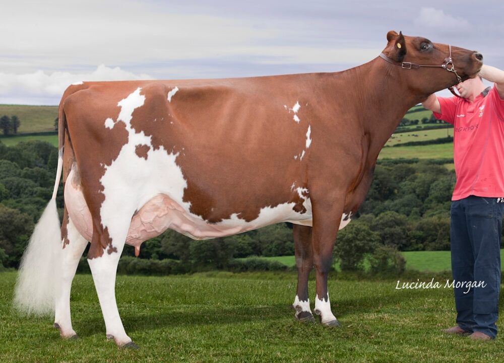 Daughter - Haresfoot Napier Punch