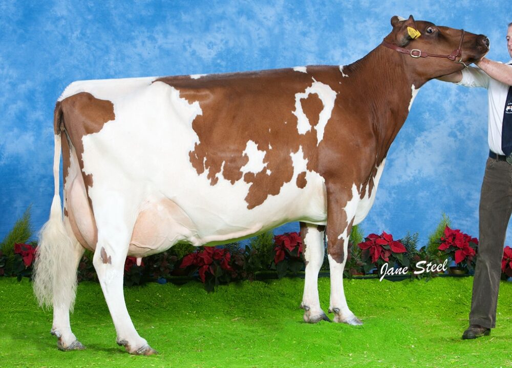 Daughter - Ardmore Lena 47